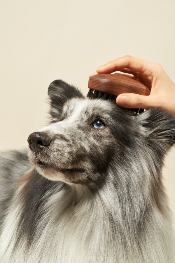 페오펫몰,펫츠엔 펫 버디브러쉬 강아지빗 고양이빗 반려견 사랑빗