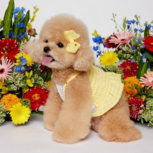 [솔티핫티] 헬로우 크롭 블라우스 뉴체크 YELLOW
