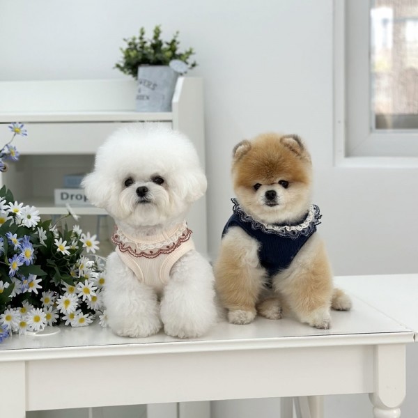 페오펫몰,디어아지 강아지니트 플라워 프릴 민소매 레이스 옷 아이보리