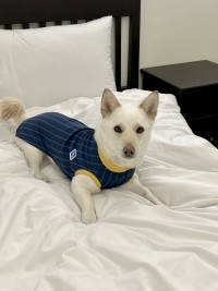 프렌치 스트라이프 베스트 (M-6XL)