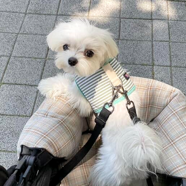 페오펫몰,[오플] 스윗테일 핸드메이드 스트라이프 강아지하네스 M