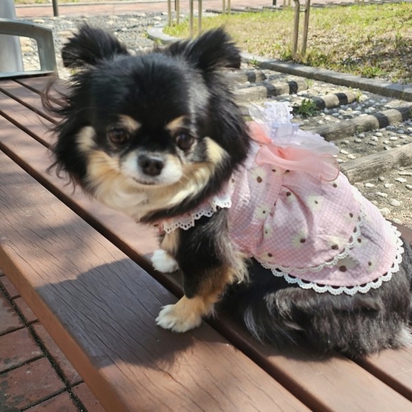 페오펫몰,플로피이얼스[꽃길특가]핑크데이지 엘라스틱 드레스