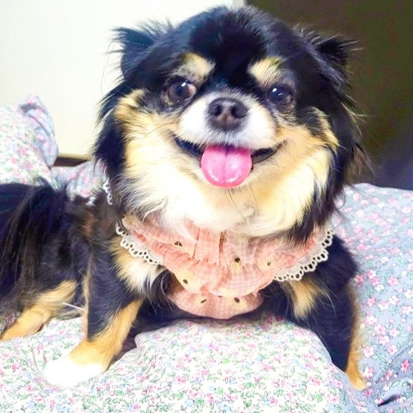 페오펫몰,플로피이얼스[꽃길특가]핑크데이지 엘라스틱 드레스