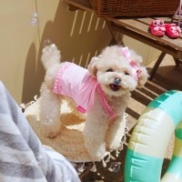 [댕린이특가] 키덕키덕 | 자체제작 강아지 아쿠아엑스 기능성 쿨티 젤라또리본쿨티
