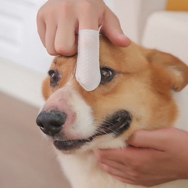 페오펫몰,[꽃길특가]크레용펫 눈,귀,입 쓱싹 핑거 티슈 60매