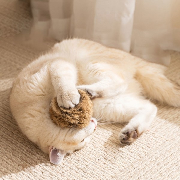 페오펫몰,크레용펫 샐러리 마따따비 스틱 이갈이 장난감