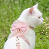 크레용펫 쉬폰 리본 고양이 하네스 2color
