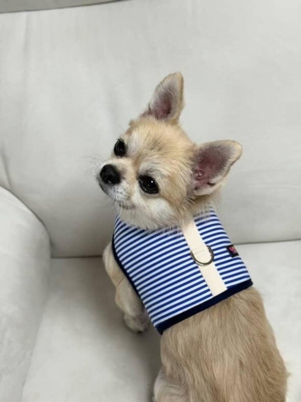 페오펫몰,[스윗테일] 핸드메이드 강아지하우스 팔각방석 (라지) [반려동물]