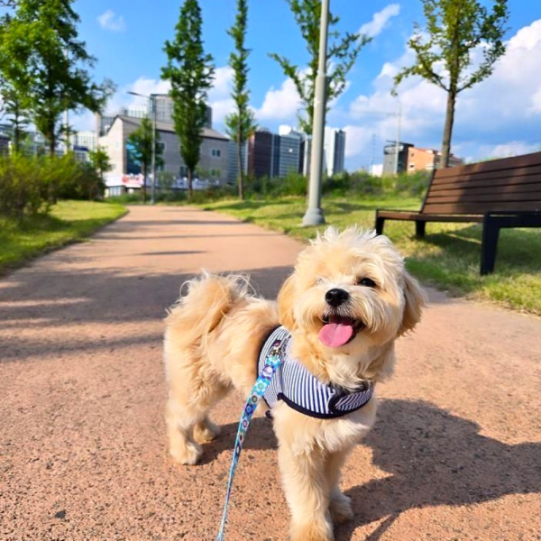 페오펫몰,[스윗테일] 핸드메이드 강아지 스트라이프 하네스 S [반려동물]