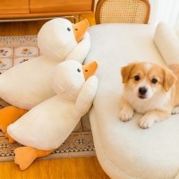 레드퍼피 강아지 애착인형 간식볼 장난감 노즈워크 삑삑이 애견훈련 공