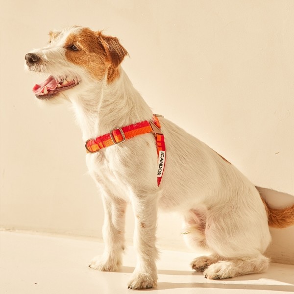 페오펫몰,[아이캔더] 노-풀 하네스_썬셋