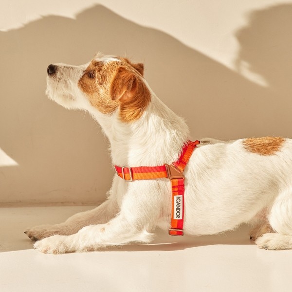 페오펫몰,[아이캔더] 노-풀 하네스_썬셋