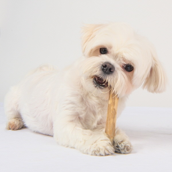 페오펫몰,퍼피아 자연에서 선물한 친환경 안심 놀이 장난감 퍼피트리 커피나무 커피츄