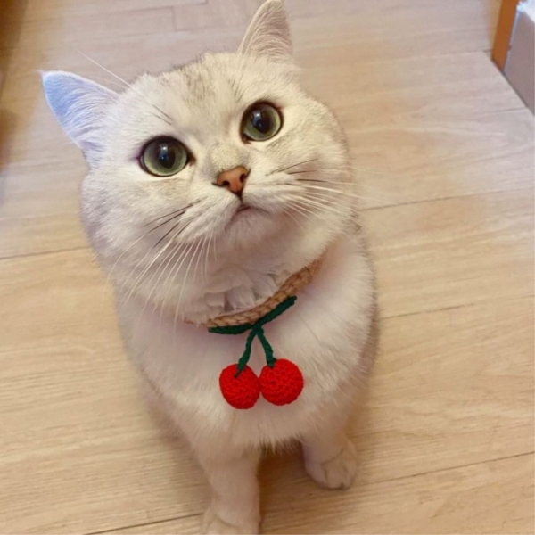 페오펫몰,예보들 고양이방울목걸이 반려묘목걸이 고양이목도리 악세사리 목줄 수제 핸드메이드