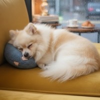 예보들 강아지 고양이 머리쿠션 반려동물 목베개 애견베개 목뼈보호