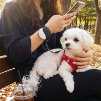 예보들 자유로운 손목형 웨어러블 강아지 자동 리드줄
