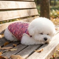 하네스 필요없는 강아지 누빔 조끼 강아지 패딩 조끼 하네스 일체형 퀼팅 겨울 옷 누빔 산책용 꽃무늬 소형견 중형견