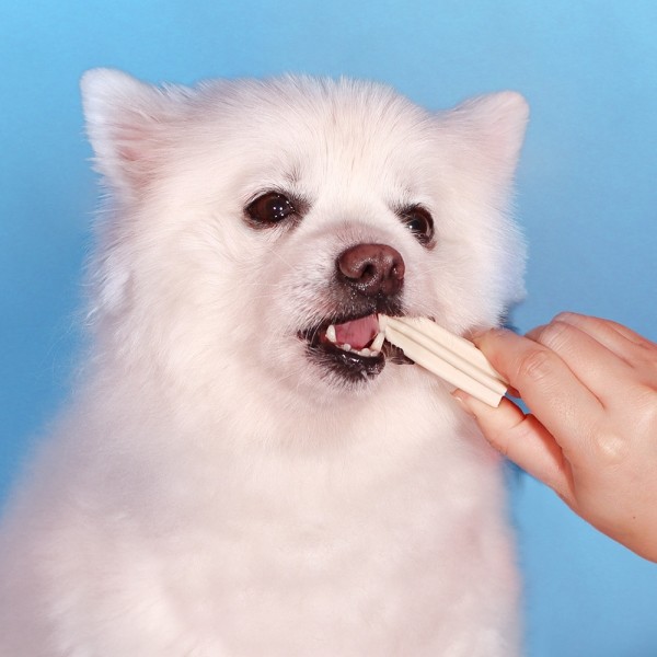 페오펫몰,[감사특가] 펫투데이 댕댕야시장 치석제거 덴탈껌 5종 택1