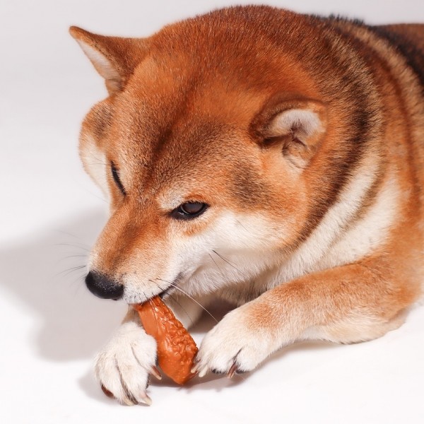 페오펫몰,[감사특가] 펫투데이 댕댕야시장 치석제거 덴탈껌 5종 택1