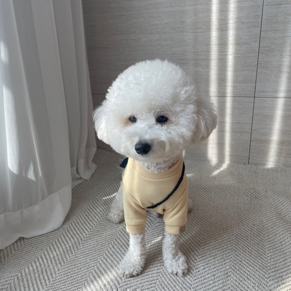 페오펫몰,그루밍독 반려동물 리틀 버니 맨투맨 S-2XL, 3 colors