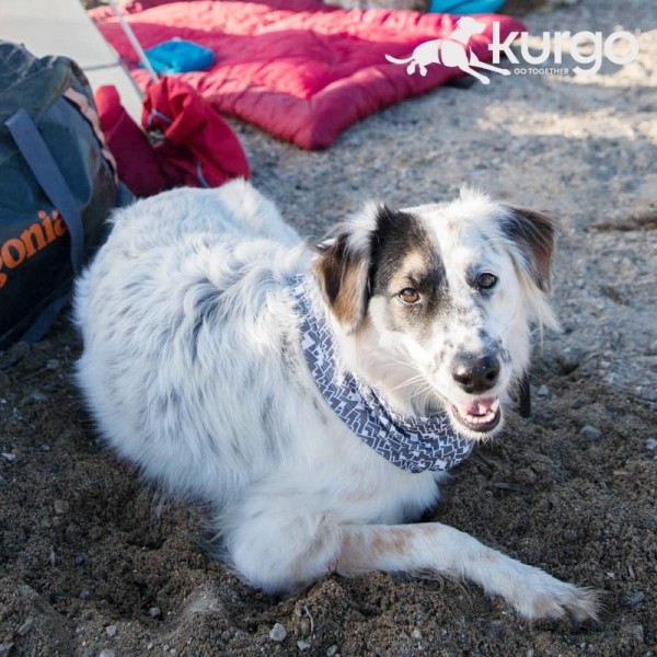 페오펫몰,커고 스크럽 스카프