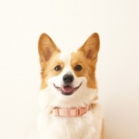 [가을맞이특가]펫베오 올찬 강아지 목줄 소형견 중형견