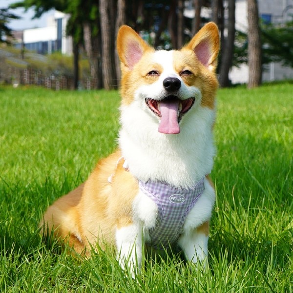 페오펫몰,[감사특가]펫베오 강아지 하네스 가슴줄 X형 방수 프리밴드 하네스