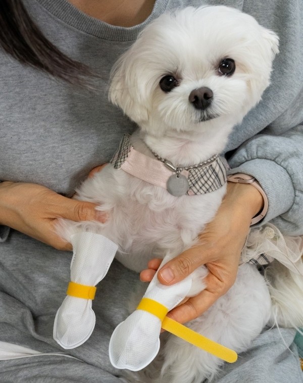페오펫몰,코보콩 신모델 에어슈즈2 일회용 강아지 신발 60매 컬러신발