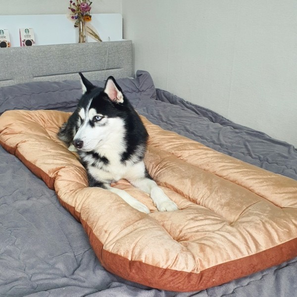 페오펫몰,댕댕이가게 극세사 강아지 애견 방석