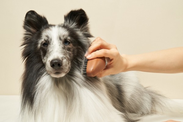 페오펫몰,펫츠엔 슬림 버디브러쉬 강아지빗 고양이빗 반려견 사랑빗