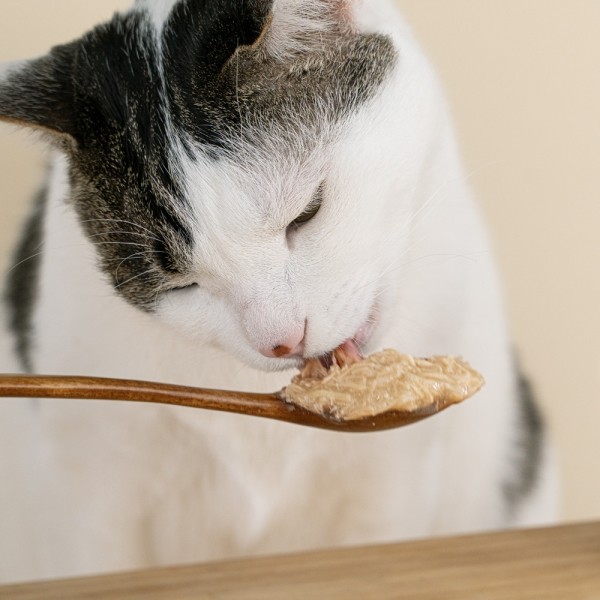 페오펫몰,[페슬러] 묘설렘 내추럴 캔 80g (3가지 맛)