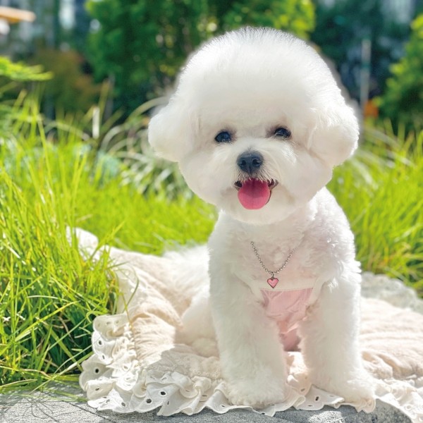 페오펫몰,[오늘출발] 샤이닝 하트 목걸이 인식표