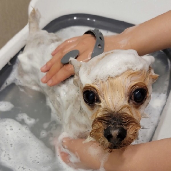 페오펫몰,몬도미오펫 그루밍 마사지장갑 더콤마V2 (고양이빗 강아지브러시 죽은털제거)