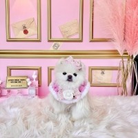 [가득샵] 보다 더 명품스럽개 카멜리아 • 강아지 고양이 케이프 뜨개 케이프 머플러 스카프 목걸이 악세사리