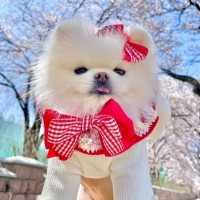 [가득샵] 알록 달록 톡톡 튀는 레인보우팝스 케이프 • 강아지 고양이 케이프 뜨개 케이프 머플러 스카프 목걸이 악세사리