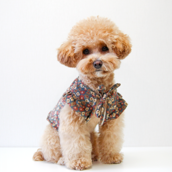 페오펫몰,러브핫핏 양면 착용 가능한 강아지 리버시블 플라워 베스트+모자 세트