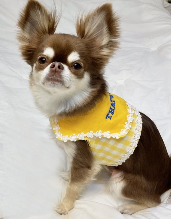 페오펫몰,러브핫핏 [개린이&냥린이] 딩동댕유치원 하네스