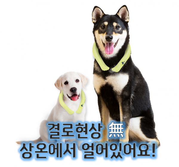 페오펫몰,[여름맞이특가] ★24 색상 출시 이벤트★ 반값 50% 할인 icicool 아이시쿨 펫 넥밴드 결로현상X 휴대가 간편! 상온에서 얼어있는 신개념 쿨링 펫 넥밴드 ver.1