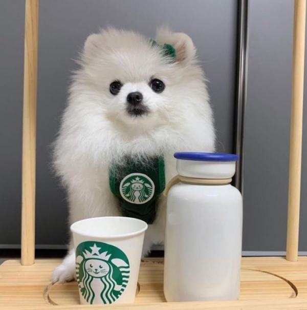 페오펫몰,강아지 애견 커피 종업원 멍타벅스 티셔츠 코스프레 코스튬 옷