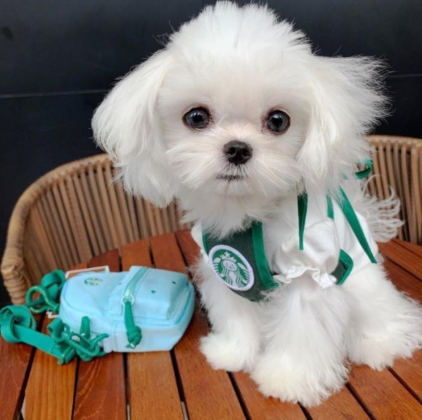 페오펫몰,강아지 애견 커피 종업원 멍타벅스 티셔츠 코스프레 코스튬 옷