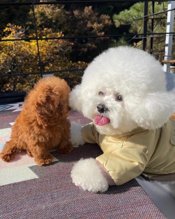페오펫몰,반려미인 강아지 패딩 하네스 베스트