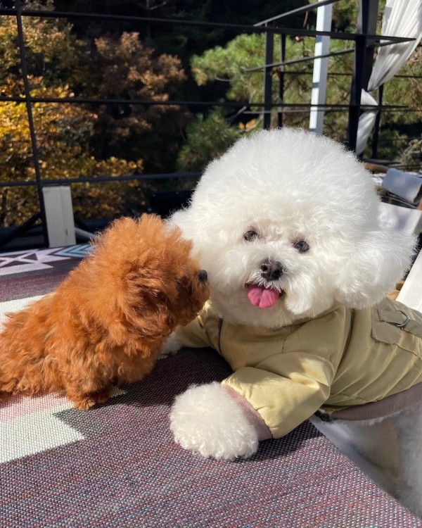 페오펫몰,반려미인 강아지 패딩 하네스 베스트