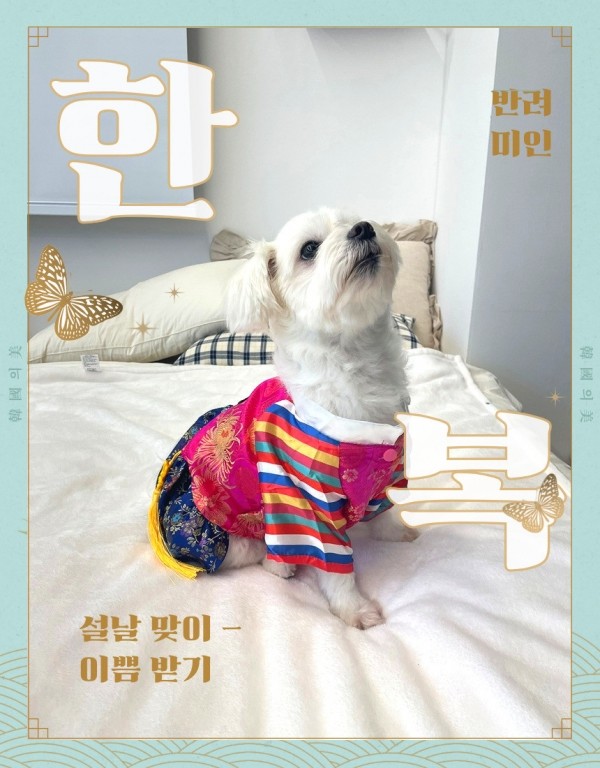 강아지 고양이 진선미 애견 한복