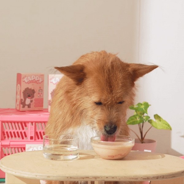 페오펫몰,펫생각 하루조이 테피 타먹는 강아지 비타민 딸기&요거트