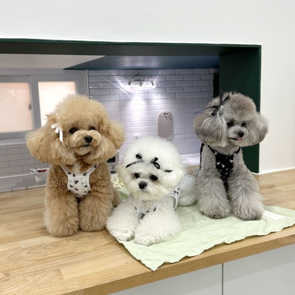 페오펫몰,디어아지 리본 크롭 나시 티 _화이트