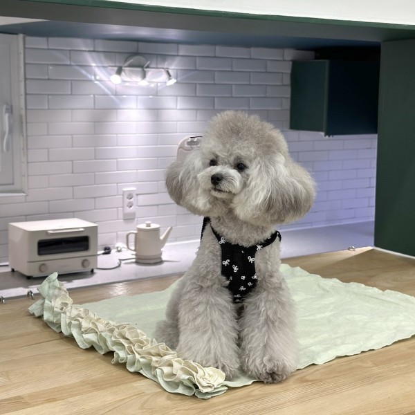 페오펫몰,디어아지 리본 크롭 나시 티 _블랙