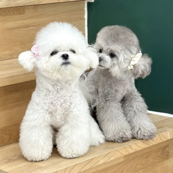 페오펫몰,디어아지 이어슈슈 귀 통풍 스크런치 리본 곱창밴드 양갈래