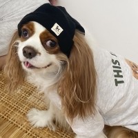 해피댕댕 힙한댕댕이 비니 / 강아지모자 애견니트모자 커플비니 / S - L