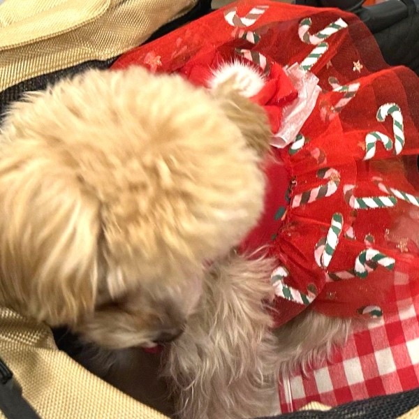 페오펫몰,[감사특가]플로피이얼스,크리스마스 레드켄디 강아지드레스,애견원피스