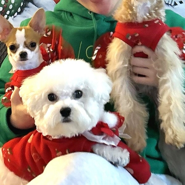 페오펫몰,플로피이얼스,크리스마스 강아지 스웻셔츠,레드 애견티셔츠